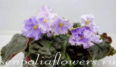 Фиалка РМ-Турмалин Параиба (Скорнякова Н) 2020г